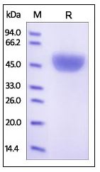 Human Serpin A1, His Tag on SDS-PAGE under reducing (R) condition. The gel was stained overnight with Coomassie Blue. The purity of the protein is greater than 95%.